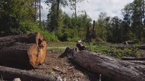 Best Firewood Processing and Delivery  in St Joseph, MO