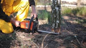 Best Storm Damage Tree Cleanup  in St Joseph, MO