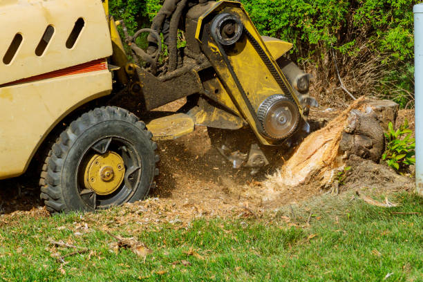 Best Fruit Tree Pruning  in St Joseph, MO