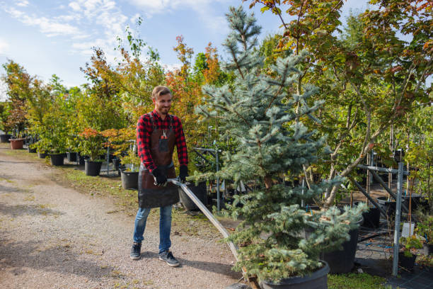 Best Weed Control  in St Joseph, MO